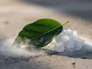 Dauwdruppels op groen blad naast zoutkristallen op betonnen ondergrond, zacht ochtendlicht met lichte mist.